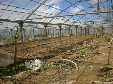 パパイヤのハウスはご覧の通り。ほぼ全滅状態