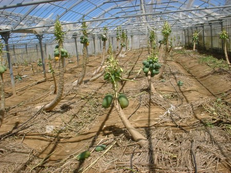 残ったパパイヤが少しでも商品になればいいね！